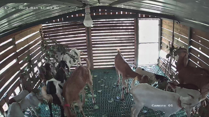 Goat For Sale